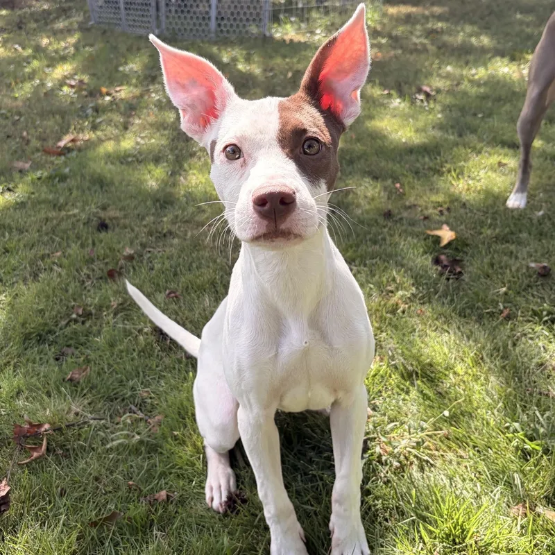 A baby medium-sized female Mixed Breed dog named Halo for adoption in Richmond, VA