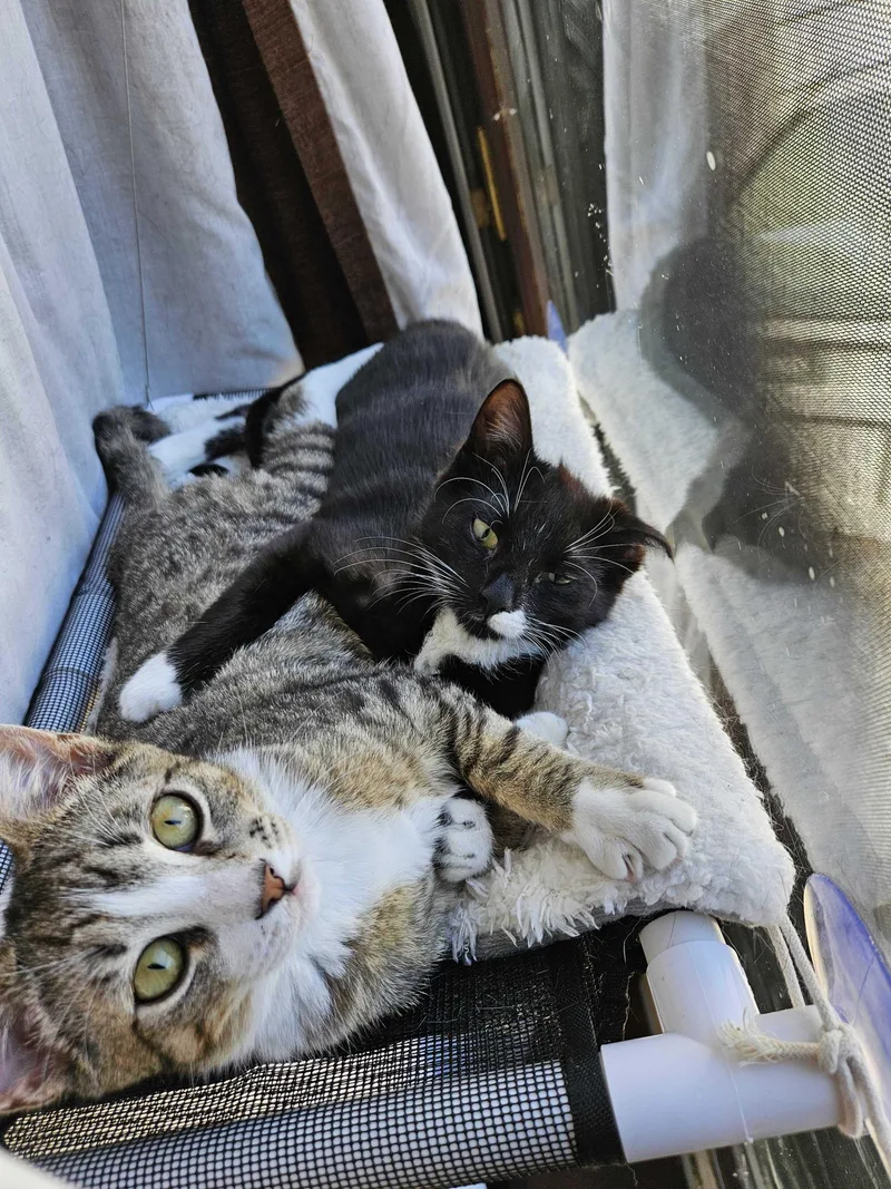 A baby medium-sized male Domestic Short Hair cat named Electrocutie for adoption in Long Island City, NY