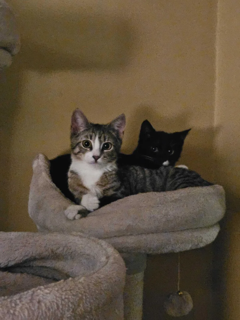 Electrocutie thumbnail 2