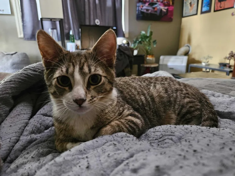 Electrocutie thumbnail 4