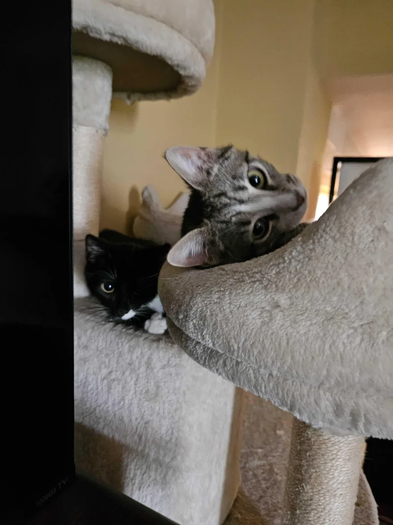 Electrocutie thumbnail 5