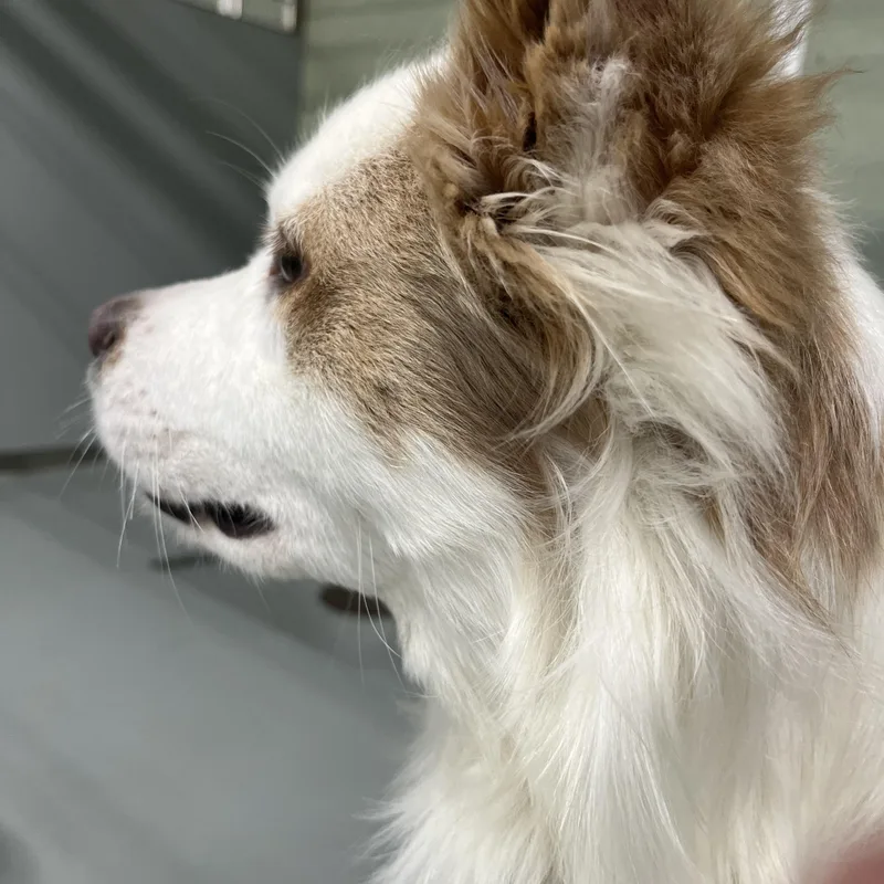 Arlo thumbnail 3