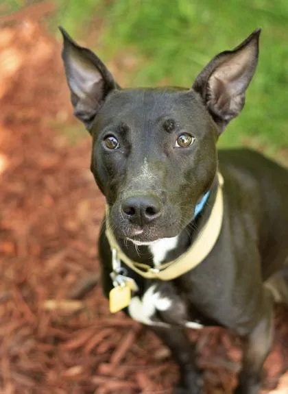 A young medium-sized female Black Mixed Breed dog named Jenna for adoption in Hamilton, OH