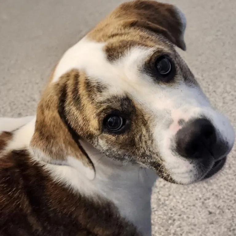 An adult medium-sized female Terrier dog named Journey for adoption in House Springs, MO