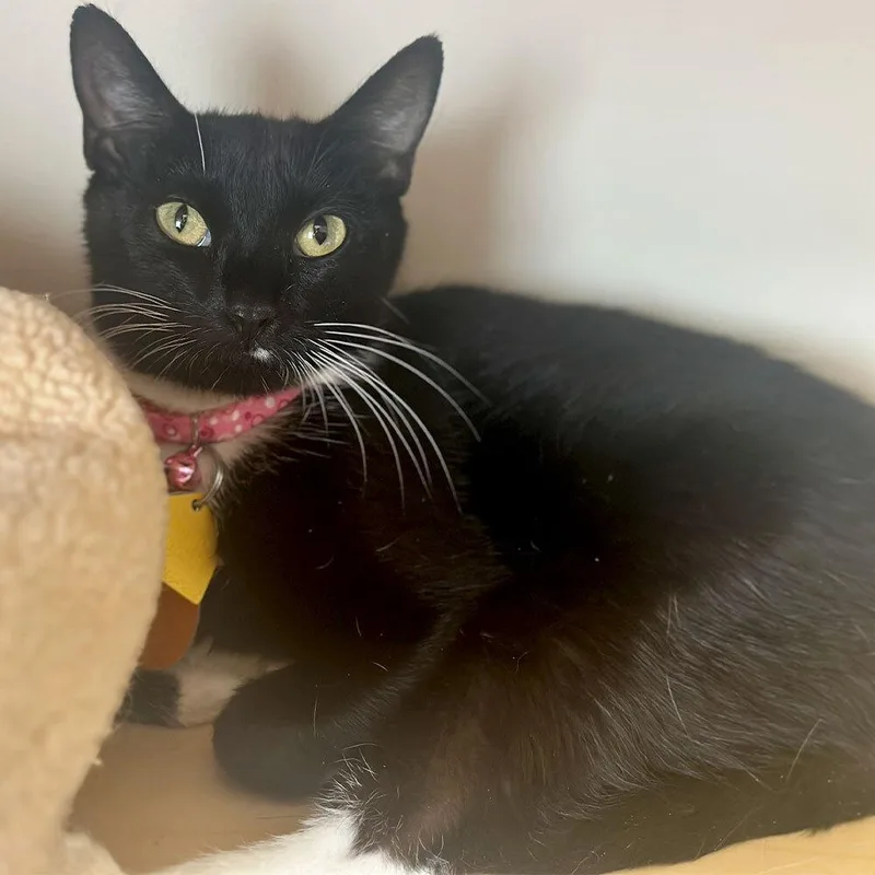 An adult small-sized female Domestic Short Hair cat named Kura for adoption in Port Washington, NY