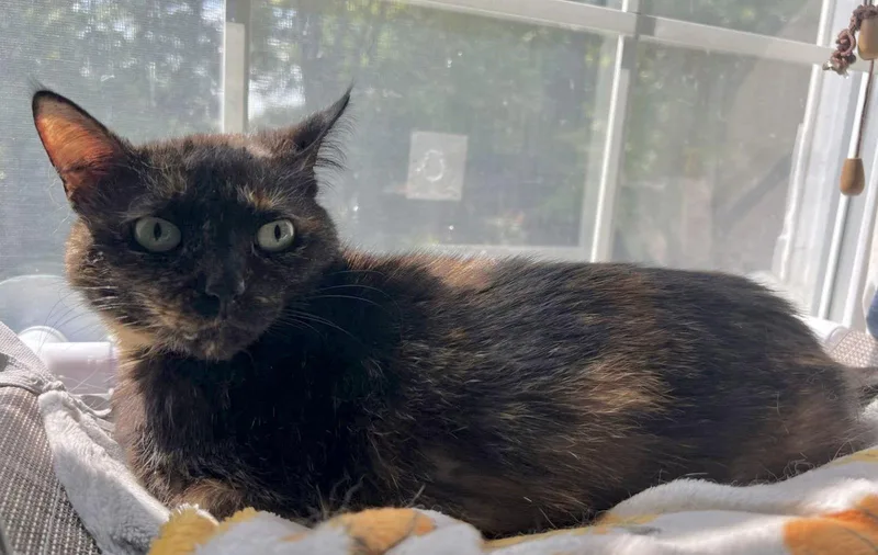 Stardust thumbnail 2