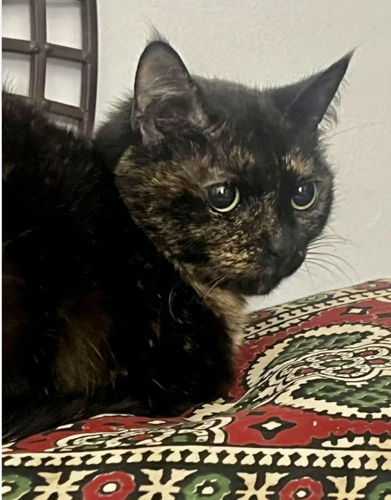 Stardust thumbnail 3