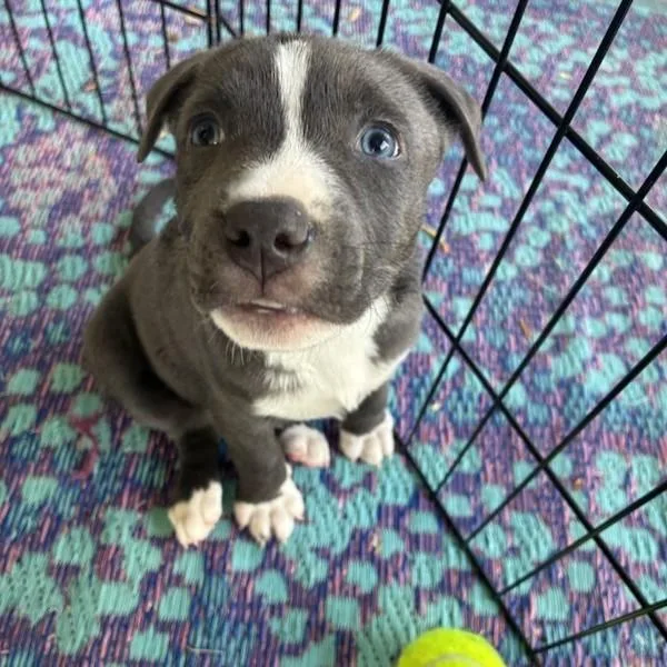 A baby medium-sized male American Staffordshire Terrier dog named Scrub Oak for adoption in Walnut Creek, CA