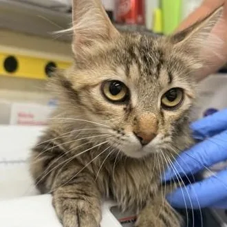 An adult medium-sized female Brown / Chocolate Domestic Medium Hair cat named Challace for adoption in Rapid City, SD