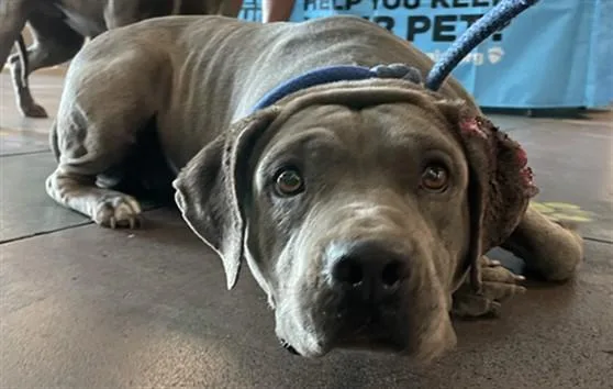 A young medium-sized female Pit Bull Terrier dog named Willa for adoption in Van Nuys, CA