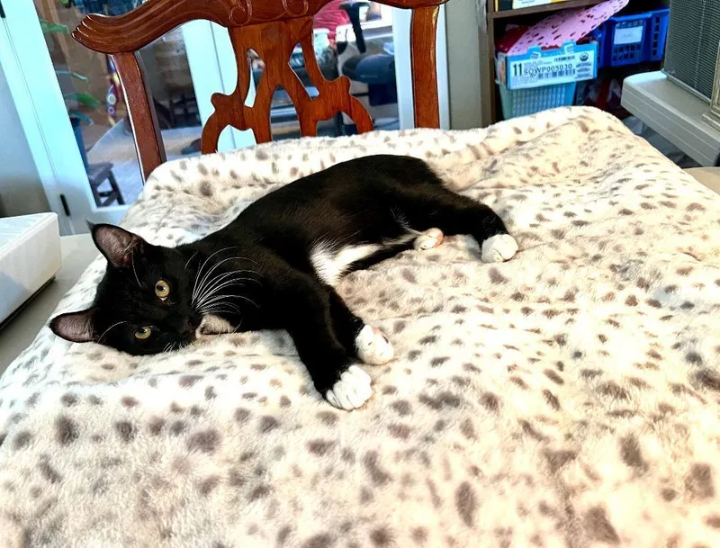 Whiskers thumbnail 4