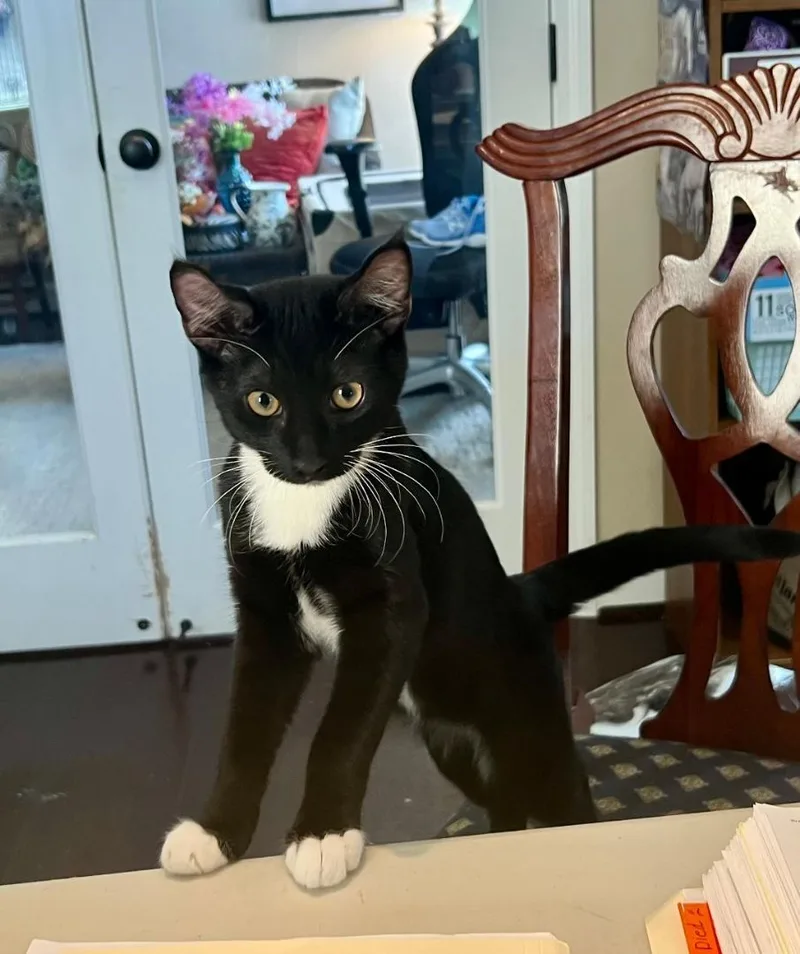 Whiskers thumbnail 5