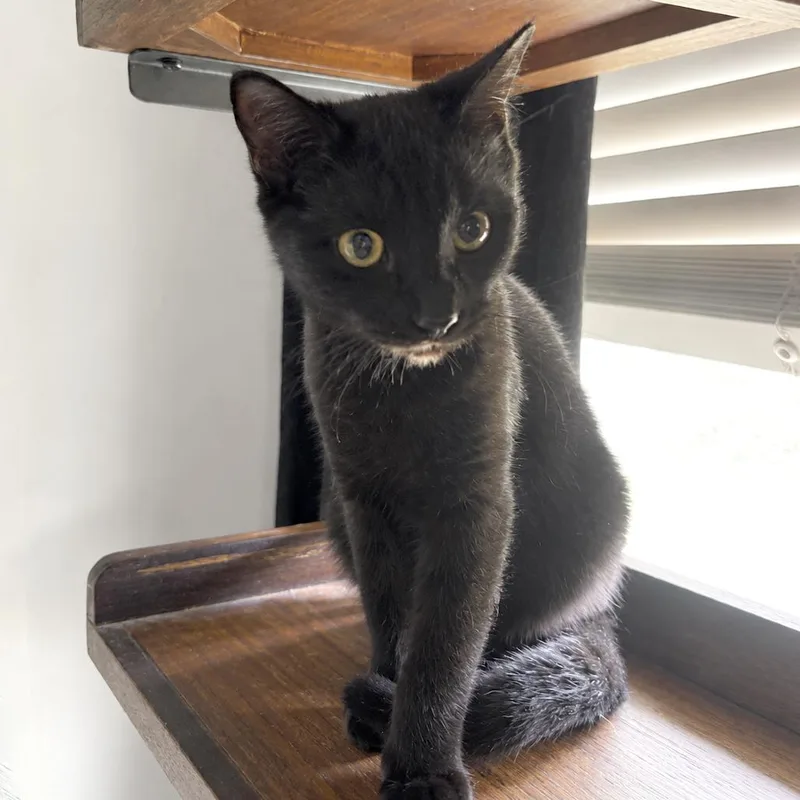 A young medium-sized male Domestic Short Hair cat named Bela Lugosi for adoption in Austin, TX