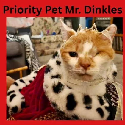 Mr. Dinkles  `a thumbnail 3