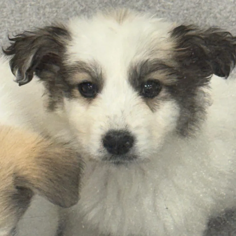 A baby medium-sized female Great Pyrenees dog named Icelyn for adoption in Cumming, GA