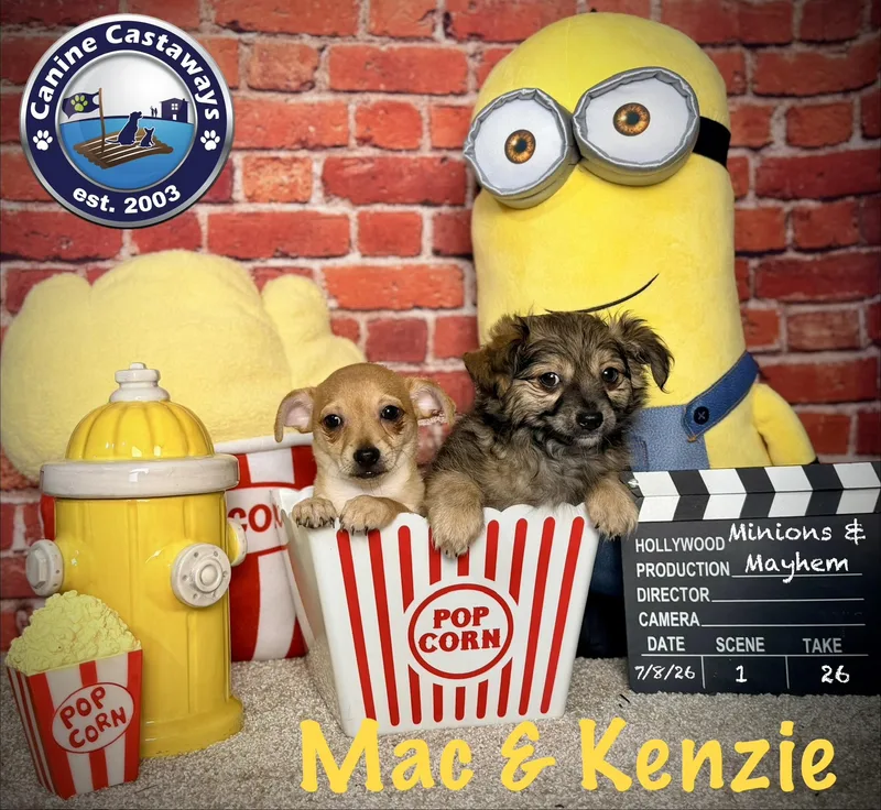 A baby small-sized female Yellow / Tan / Blond / Fawn Chihuahua dog named Kenzie for adoption in Arcadia, FL