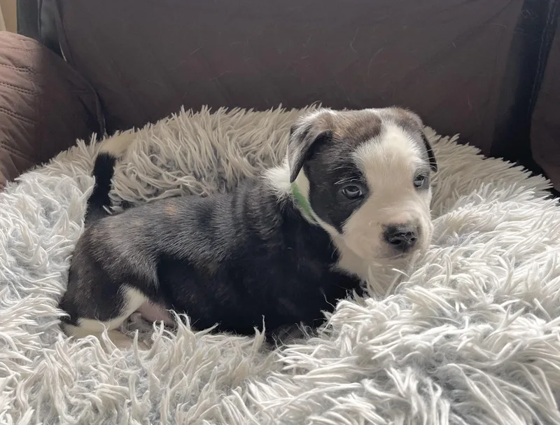 Franklin thumbnail 4