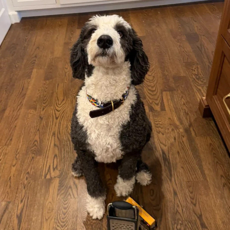 A senior large-sized male Sheep Dog dog named Moots for adoption in Olathe, KS