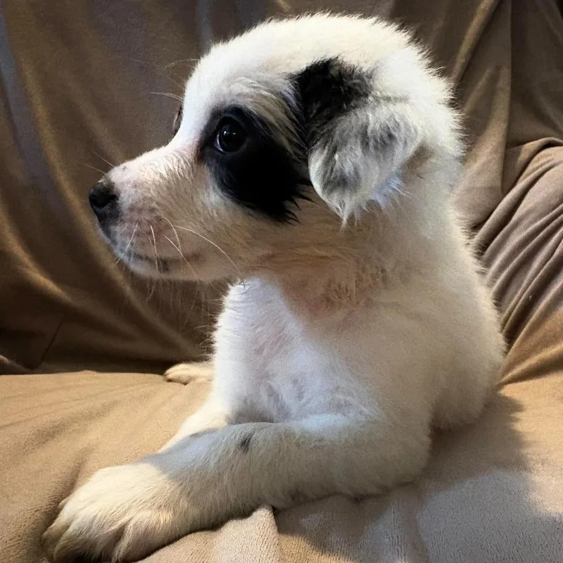 A baby small-sized female White / Cream Mixed Breed dog named Sylvia for adoption in Fredericksburg, VA
