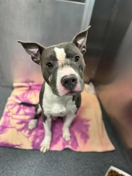 An adult large-sized male Mixed Breed dog named Buddy for adoption in Dallas, TX
