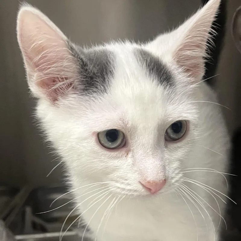 A baby small-sized male White Domestic Short Hair cat named Larkspur for adoption in Oak Park, IL