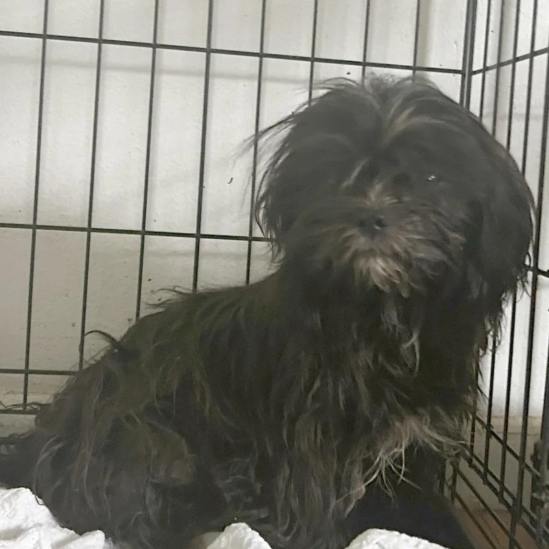 An adult small-sized female Black Mixed Breed dog named Dr. Trevina B for adoption in Leander, TX