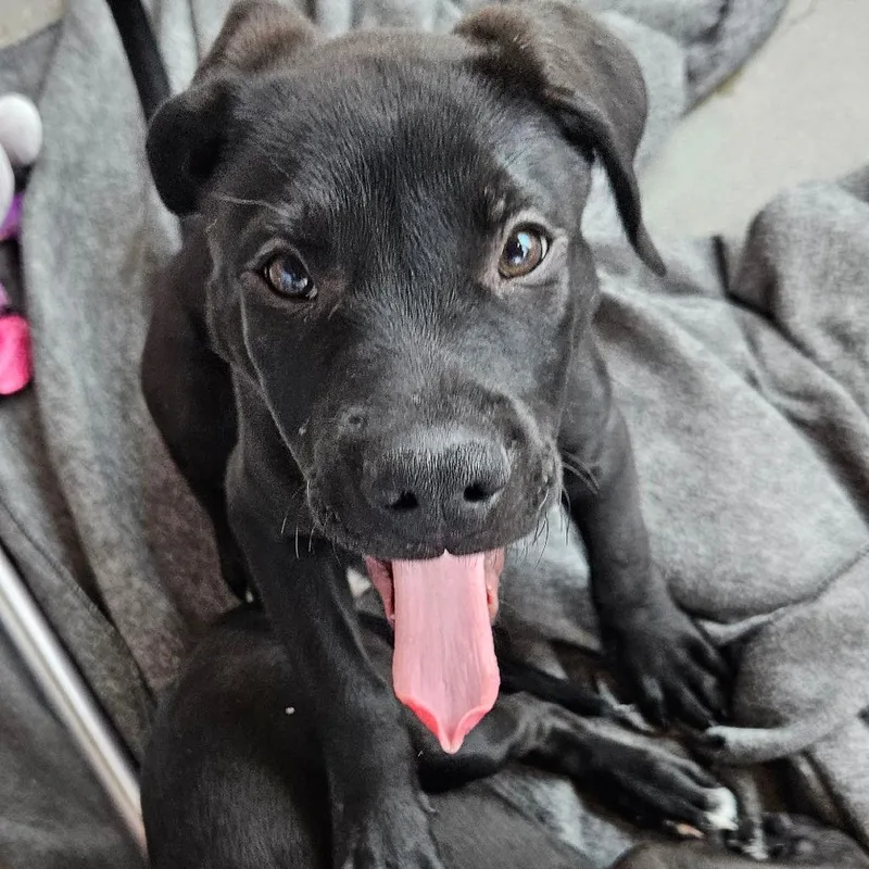 Luna Bear thumbnail 2