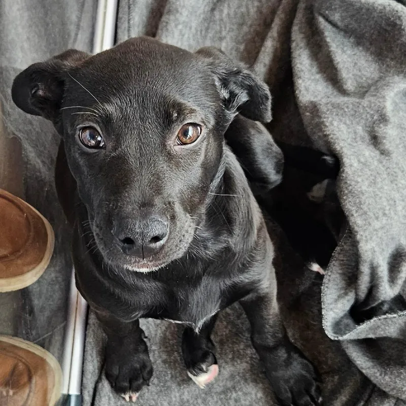 Luna Bear thumbnail 4