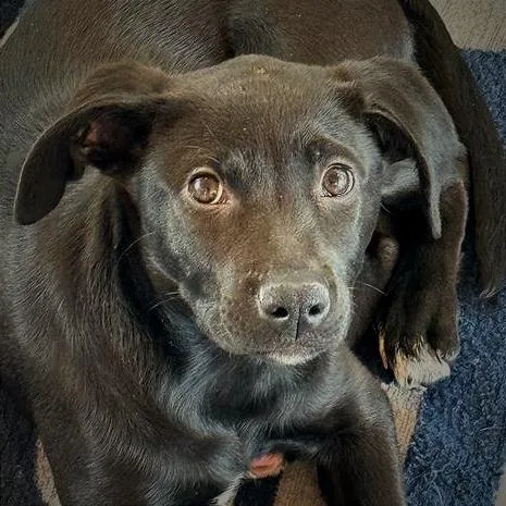 Luna Bear thumbnail 5