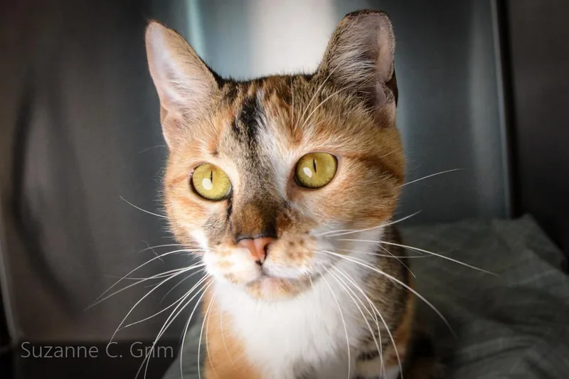 A young medium-sized female Domestic Short Hair cat named Josephine for adoption in New Orleans, LA