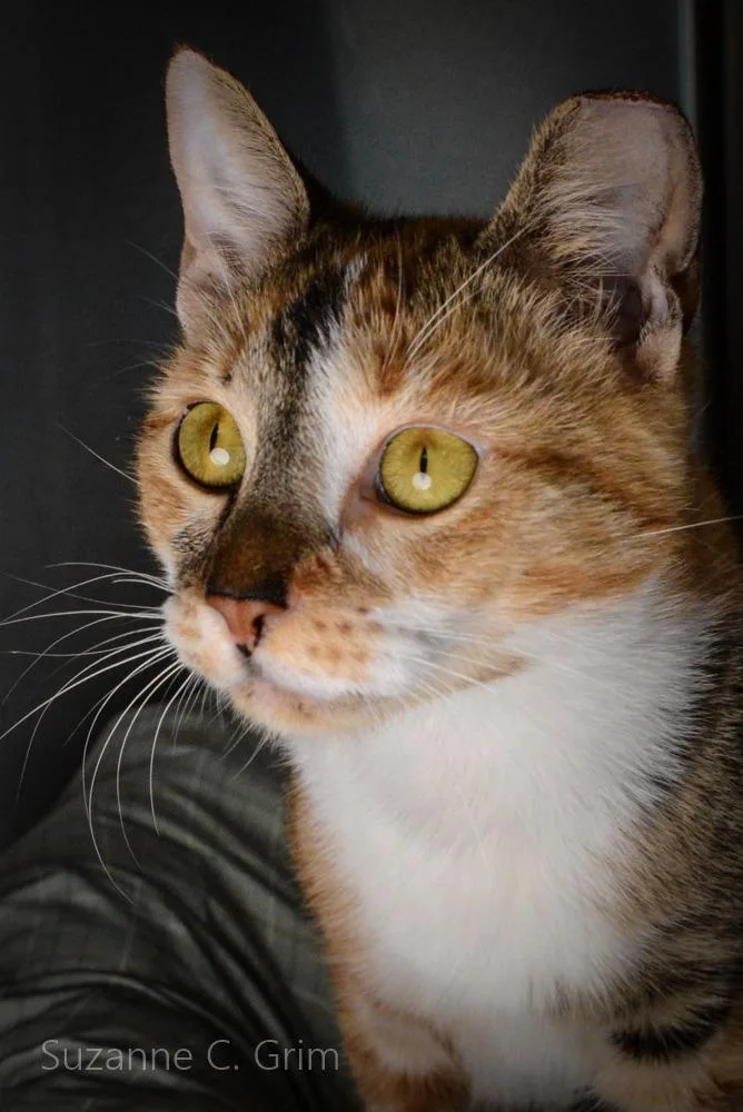 Josephine thumbnail 2