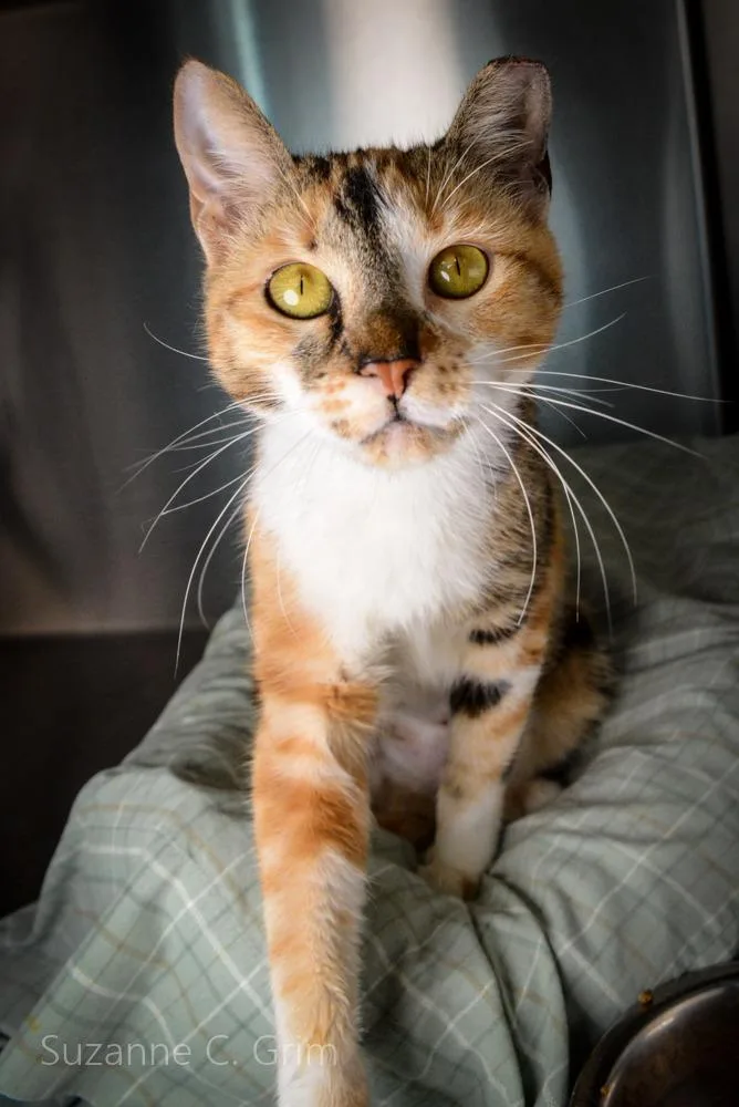 Josephine thumbnail 3