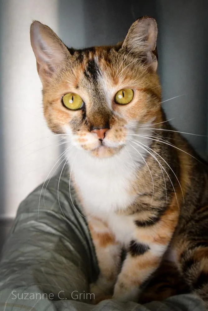 Josephine thumbnail 4