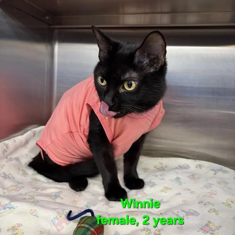 An adult medium-sized female Black Domestic Short Hair cat named Winnie for adoption in Hamburg, NY