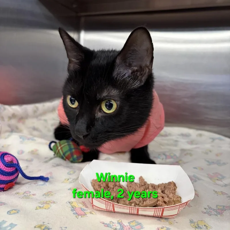 Winnie thumbnail 2