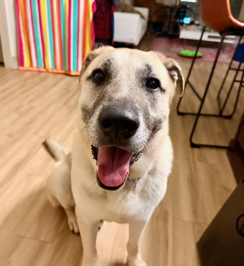 An adult large-sized male Apricot / Beige German Shepherd Dog dog named Hunter for adoption in Corsicana, TX