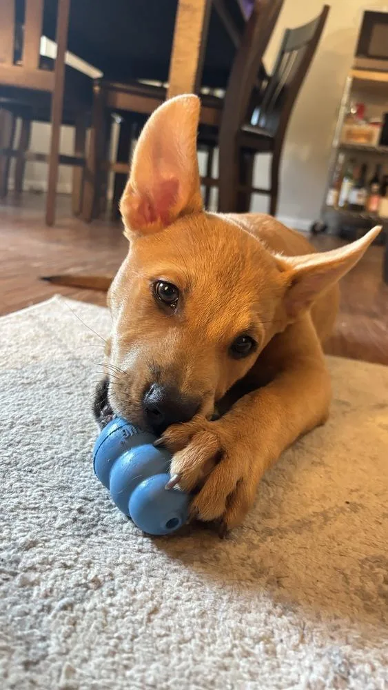 A baby medium-sized male Yellow / Tan / Blond / Fawn Shepherd dog named Monchi for adoption in Commerce City, CO