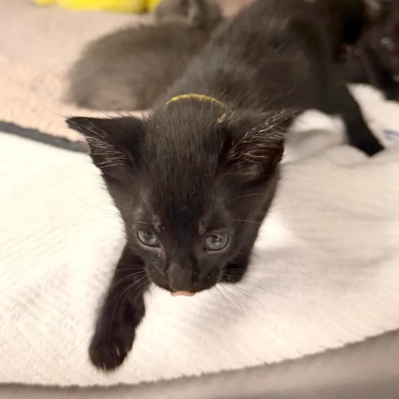 A baby small-sized male Black Domestic Short Hair cat named Granola for adoption in Austin, TX