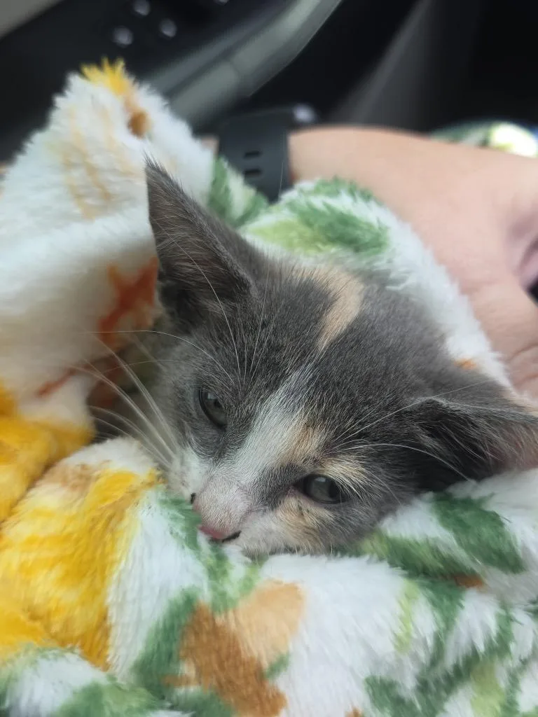 A baby small-sized female Calico cat named Nugget for adoption in Bryan, TX