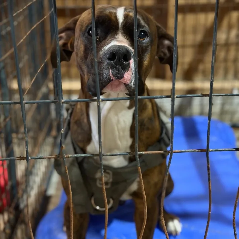 An adult medium-sized male Red / Chestnut / Orange Boxer dog named Mr. Walnut for adoption in Fort Smith, AR