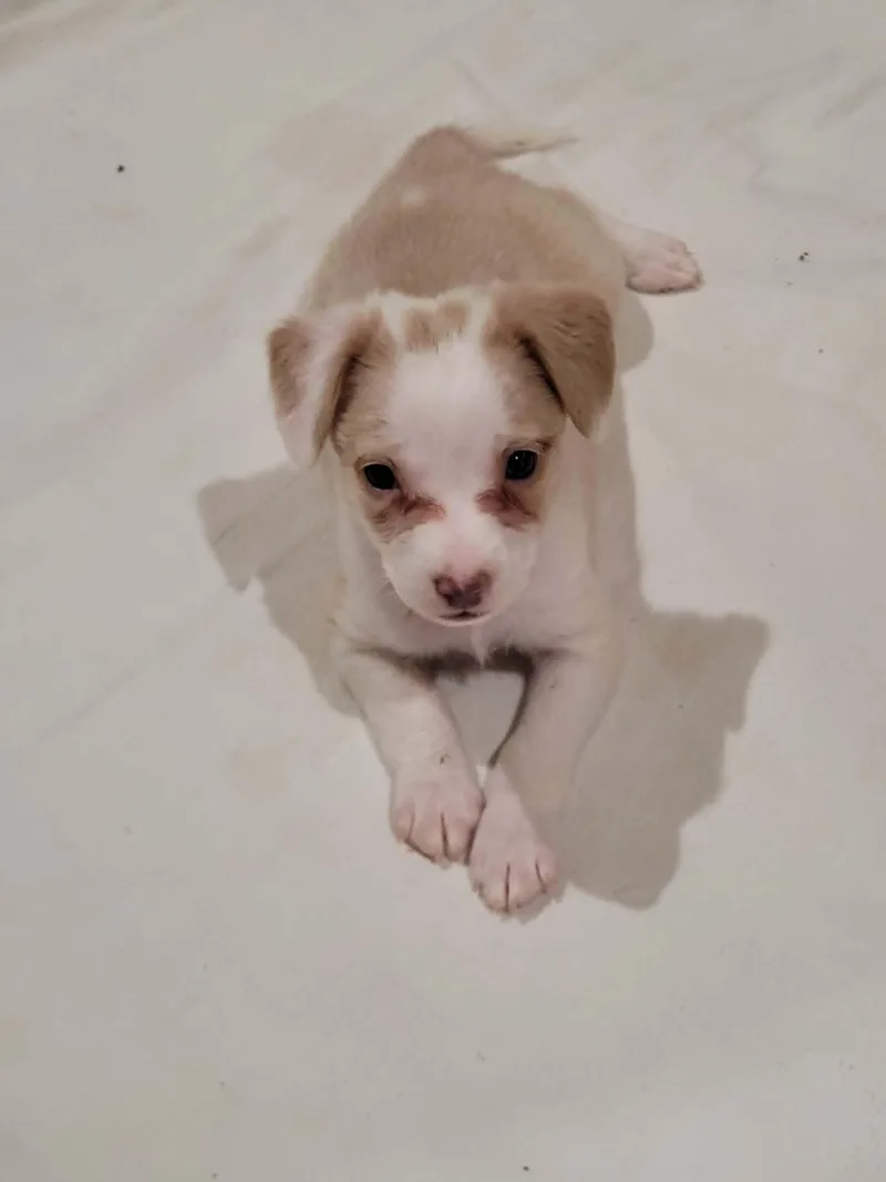 Maisy
