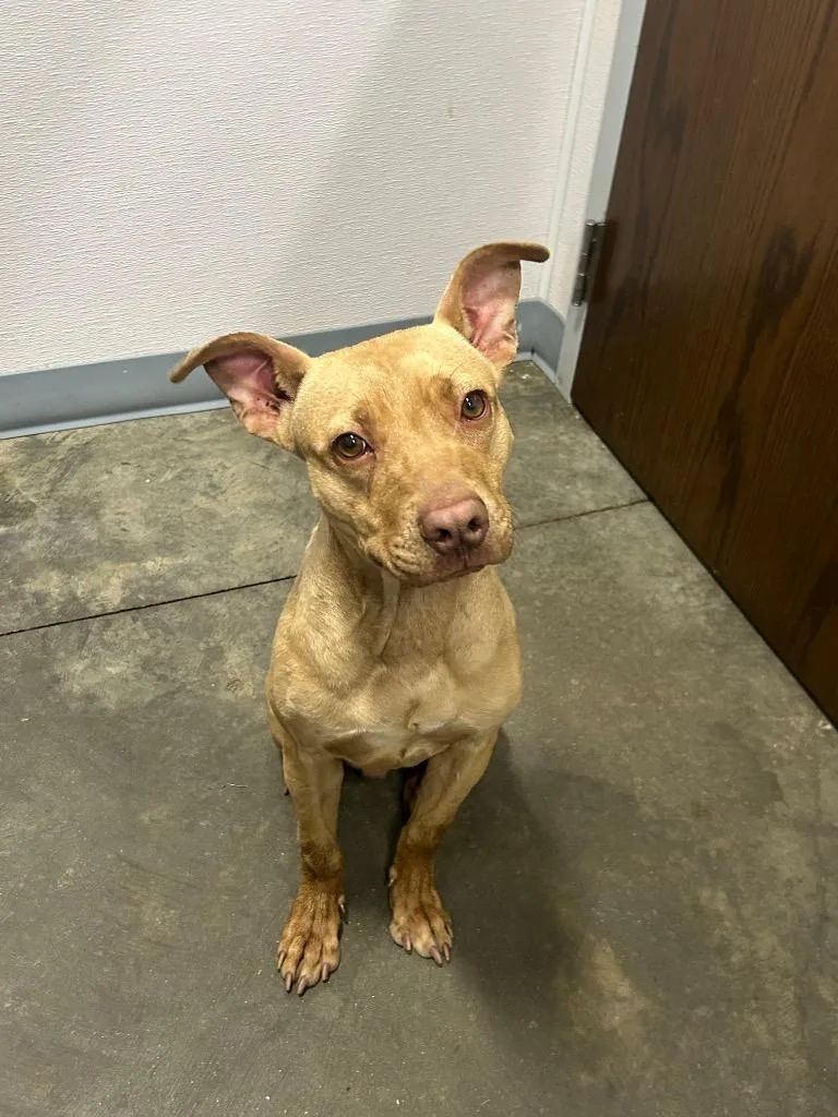 An adult medium-sized male Pit Bull Terrier dog named Gumball for adoption in Denham Springs, LA