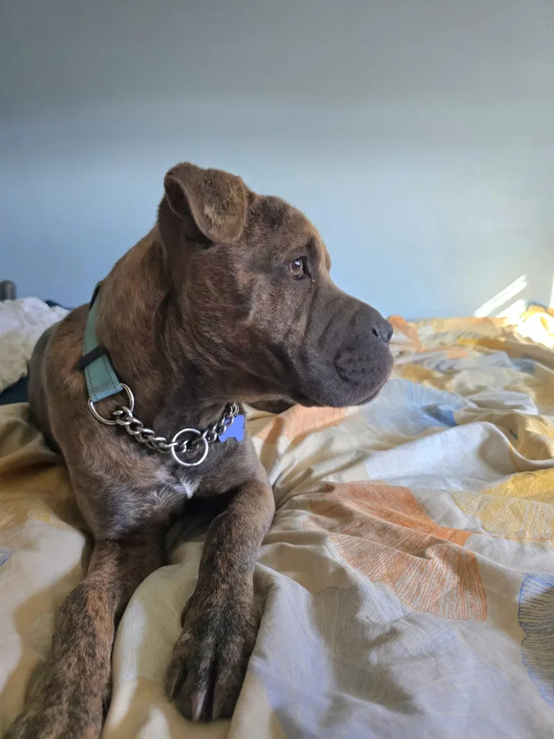 Gia