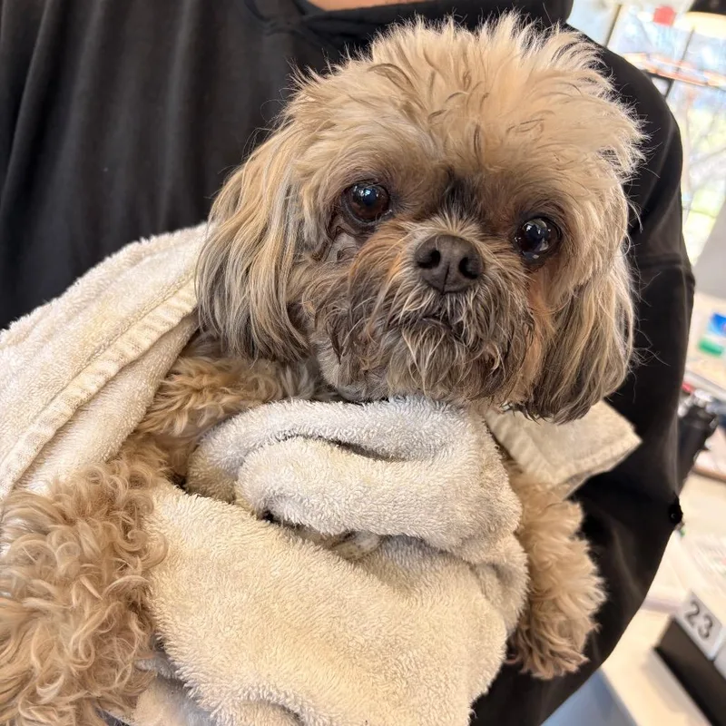 An adult small-sized female White / Cream Mixed Breed dog named Chica for adoption in Allentown, PA