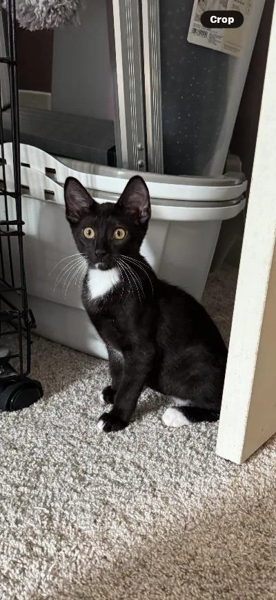 A baby medium-sized male Black & White / Tuxedo Domestic Short Hair cat named Slinky for adoption in Mokena, IL