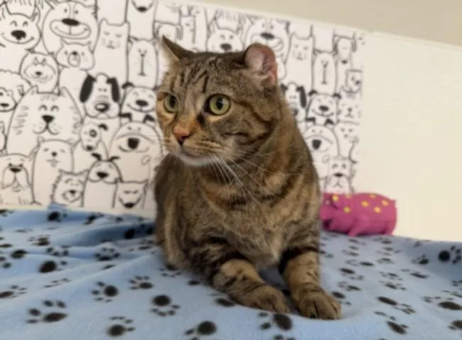 An adult large-sized female Domestic Medium Hair cat named Riri for adoption in San Pedro, CA