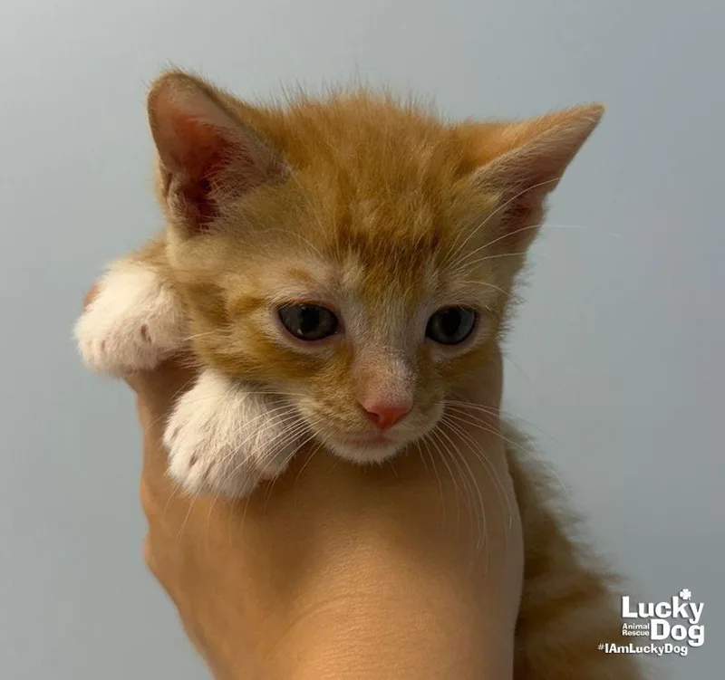 A baby medium-sized male Orange / Red Domestic Short Hair cat named Sir for adoption in Washington, DC