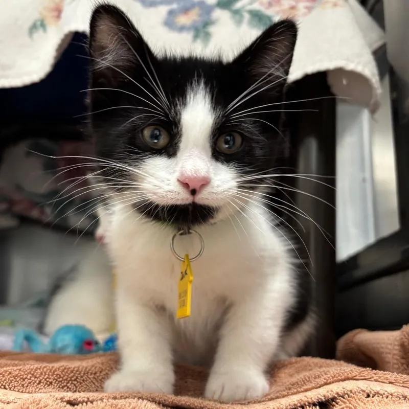 A baby small-sized male Black Domestic Short Hair cat named JackJack for adoption in Springfield, MA
