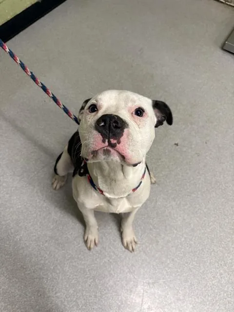 A young medium-sized male Pit Bull Terrier dog named Lucky for adoption in Indianapolis, IN