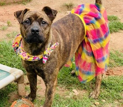 A young large-sized female Mixed Breed dog named Rosebud $ for adoption in Seneca, SC